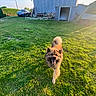 dog, grass, outdoor, sunlight, yard, pet, animal, happy, fluffy, building, car, daytime, fence, nature, greenery, playful, sunshine, canine, lawn, home