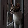 cat, feline, pet, window, reflection, portrait, indoor, whiskers, curious, looking_out, tabby, white_fur, ears, nose, eyes, windowsill, soft_light, moody, shadow, domestic