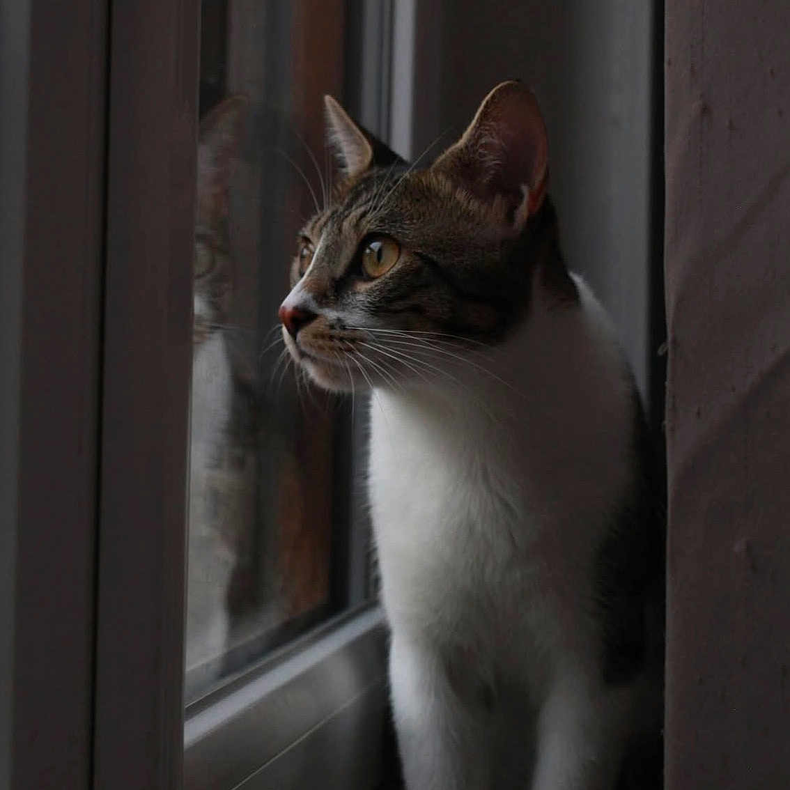 Tofu participe au concours pour gagner de l'argent avec cette photo : cat, curious, domestic, ears, eyes, feline, indoor, looking_out, moody, nose, pet, portrait, reflection, shadow, soft_light, tabby, whiskers, white_fur, window, windowsill