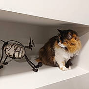 Abba a rejoint le concours — aidez-le/la à gagner de superbes lots ! cat, calico_cat, fluffy, long_hair, pet, animal, sitting, shelf, indoor, home, alcove, white_background, wire_sculpture, metal_art, decor, whiskers, paws, fur, portrait, still_life