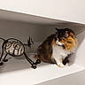 cat, calico_cat, fluffy, long_hair, pet, animal, sitting, shelf, indoor, home, alcove, white_background, wire_sculpture, metal_art, decor, whiskers, paws, fur, portrait, still_life