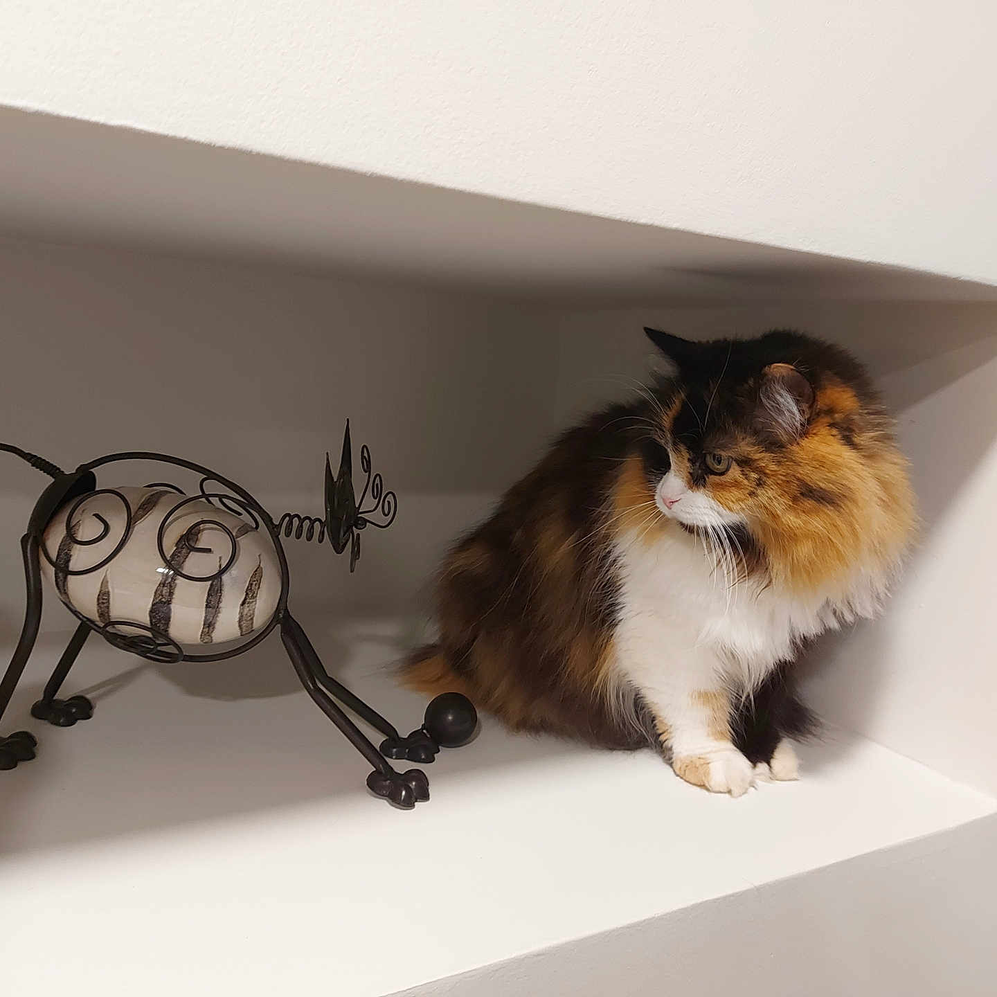 Abba a rejoint le concours — aidez-le/la à gagner de superbes lots ! cat, calico_cat, fluffy, long_hair, pet, animal, sitting, shelf, indoor, home, alcove, white_background, wire_sculpture, metal_art, decor, whiskers, paws, fur, portrait, still_life