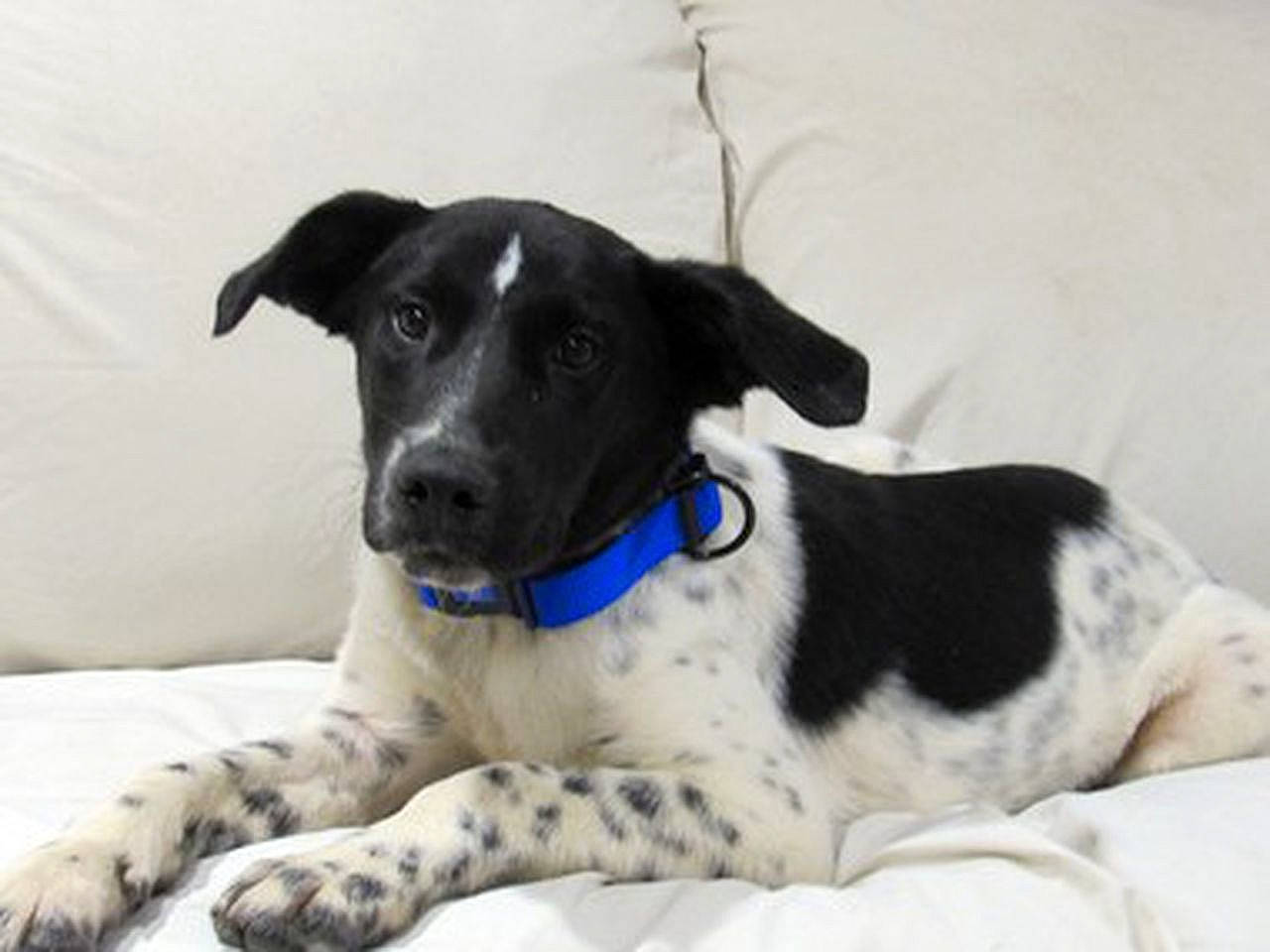 Bixby is registered to the contest to win money with this photo: canidae, carnivore, collar, comfort, companion_dog, dog, dog_breed, dog_collar, fur, great_dane, non_sporting_group, snout, sporting_group, terrestrial_animal, whiskers, working_animal