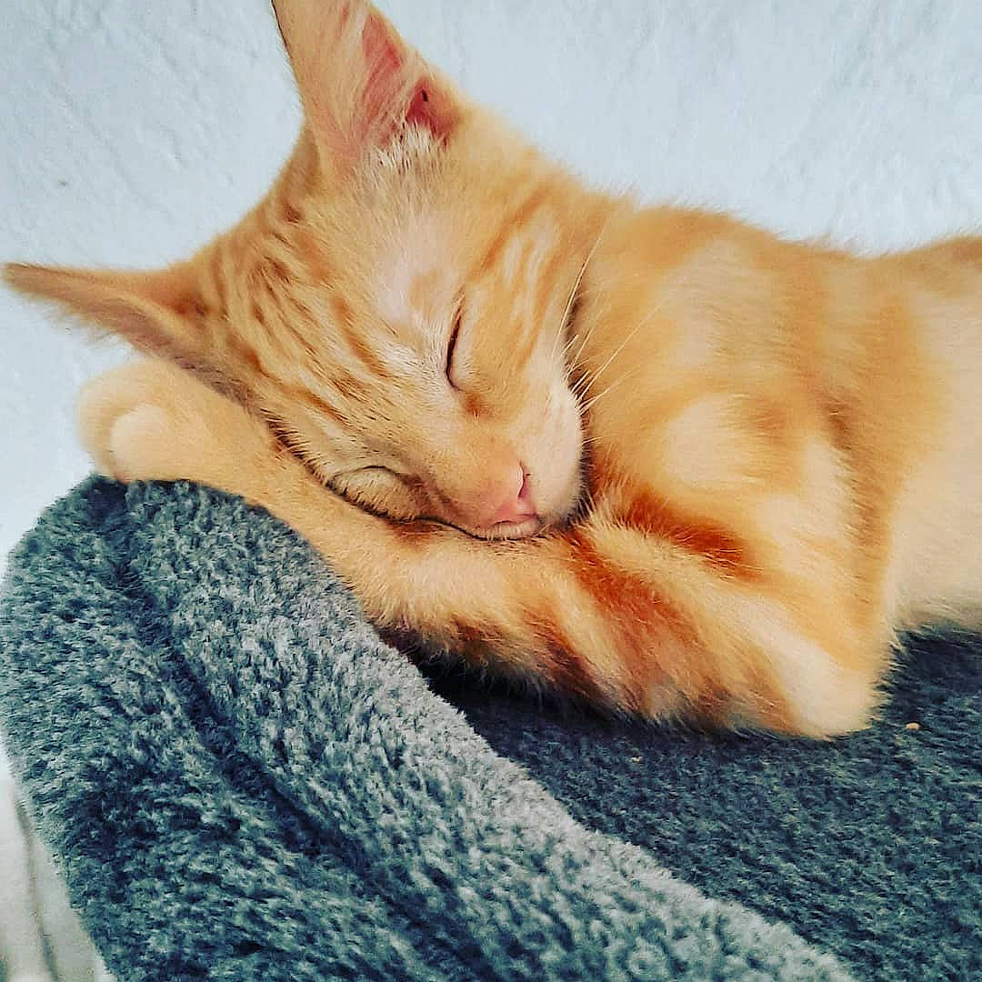 Sony participe au concours pour gagner de l'argent avec cette photo : carnivore, cat, claw, comfort, domestic_short_haired_cat, electric_blue, eye, fawn, felidae, foot, fur, leg, nap, paw, sand, small_to_medium_sized_cats, snout, tail, textile, whiskers