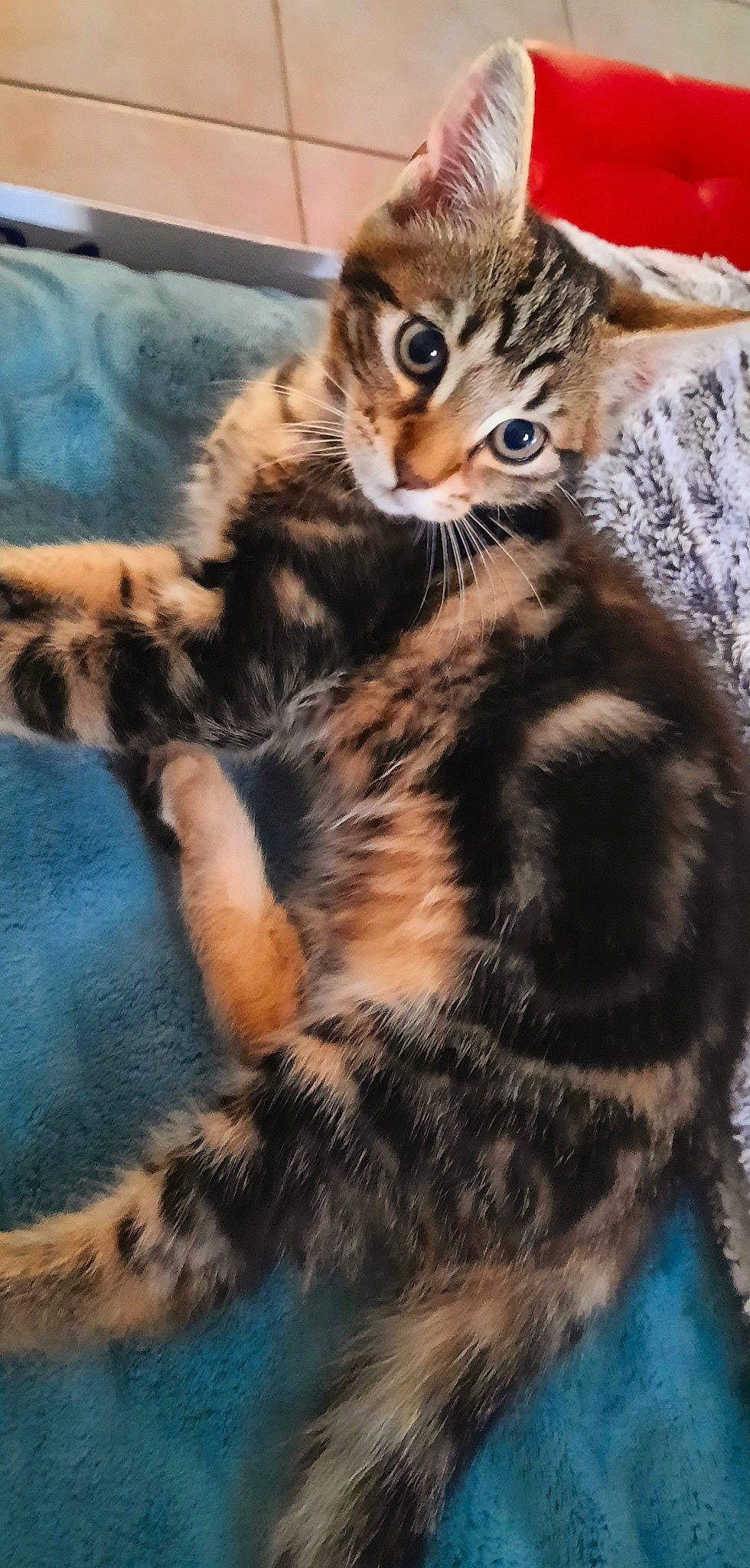 Simba a rejoint le concours — aidez-le/la à gagner de superbes lots ! carnivore, cat, claw, comfort, domestic_short_haired_cat, eye, fawn, felidae, fur, head, paw, photography, sitting, small_to_medium_sized_cats, snout, tail, terrestrial_animal, tree, whiskers, wildlife