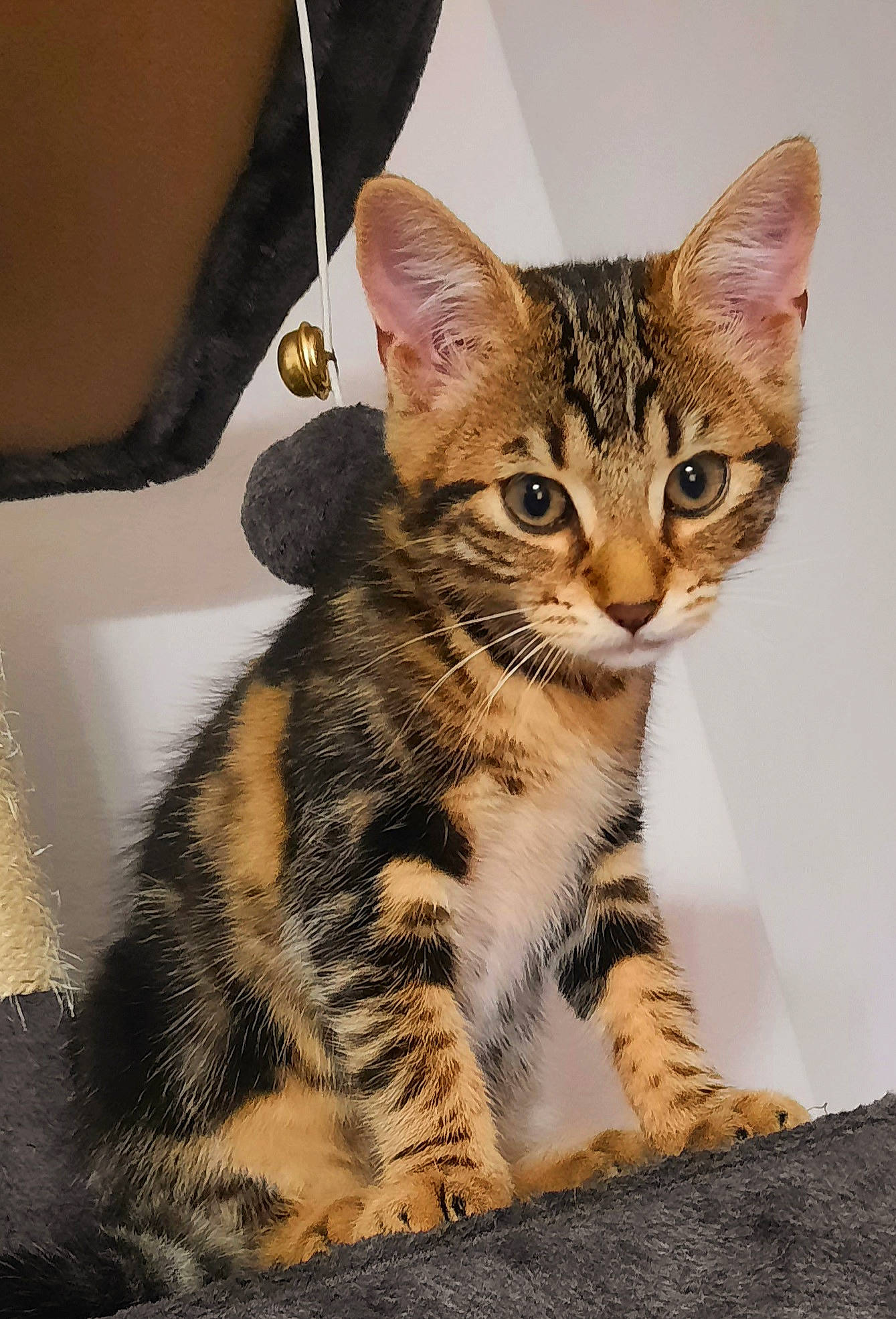 Simba participe au concours pour gagner de l'argent avec cette photo : carnivore, cat, claw, domestic_short_haired_cat, felidae, fur, paw, sitting, small_to_medium_sized_cats, terrestrial_animal, whiskers