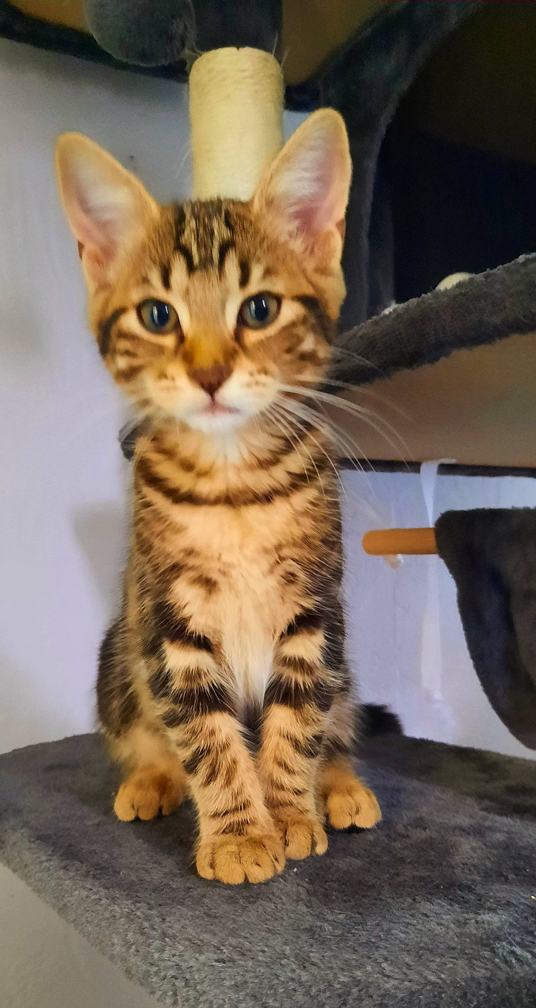 Simba participe au concours pour gagner de l'argent avec cette photo : bengal, carnivore, cat, claw, domestic_short_haired_cat, felidae, fur, paw, sitting, small_to_medium_sized_cats, snout, tail, terrestrial_animal, whiskers, wildlife