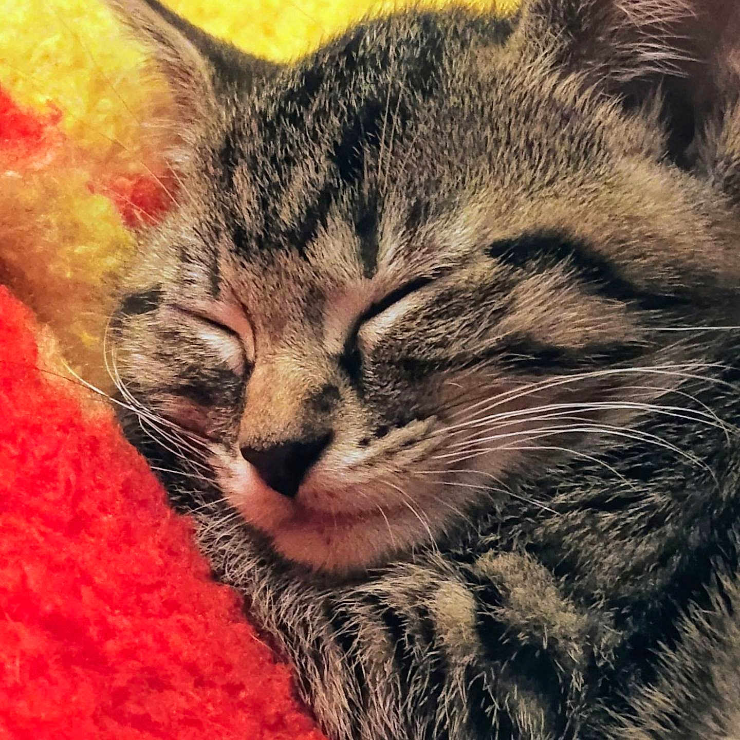 Stryper