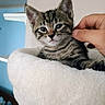 Stryper joined the competition — help win amazing prizes! kitten, tabby, cat, pet, animal, indoor, hand, white_bed, feline, cute, comfort, resting, fur, young, scratching, closeup, domestic, cozy, relaxed, soft