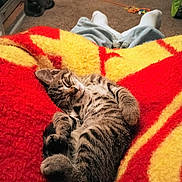 Stryper joined the competition — help win amazing prizes! kitten, tabby, cat, sleeping, blanket, red, yellow, carpet, indoor, door, relaxation, pet, feline, cozy, resting, animal, domestic, quiet, background, home