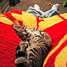 kitten, tabby, cat, sleeping, blanket, red, yellow, carpet, indoor, door, relaxation, pet, feline, cozy, resting, animal, domestic, quiet, background, home