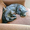 cat, kitten, sleeping, couch, furniture, cozy, hugging, tabby, gray_cat, pets, indoor, resting, animal, cute, fur, whiskers, relaxation, companion, domestic, snuggling