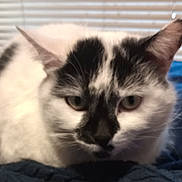 Squeek joined the competition — help win amazing prizes! bed, black_markings, blanket, cat, close_up, domestic_cat, ears, eyes, feline, indoor, lying_down, nose, pet, portrait, sleepy, slightly_blurry, soft_lighting, whiskers, white_fur, window_blinds