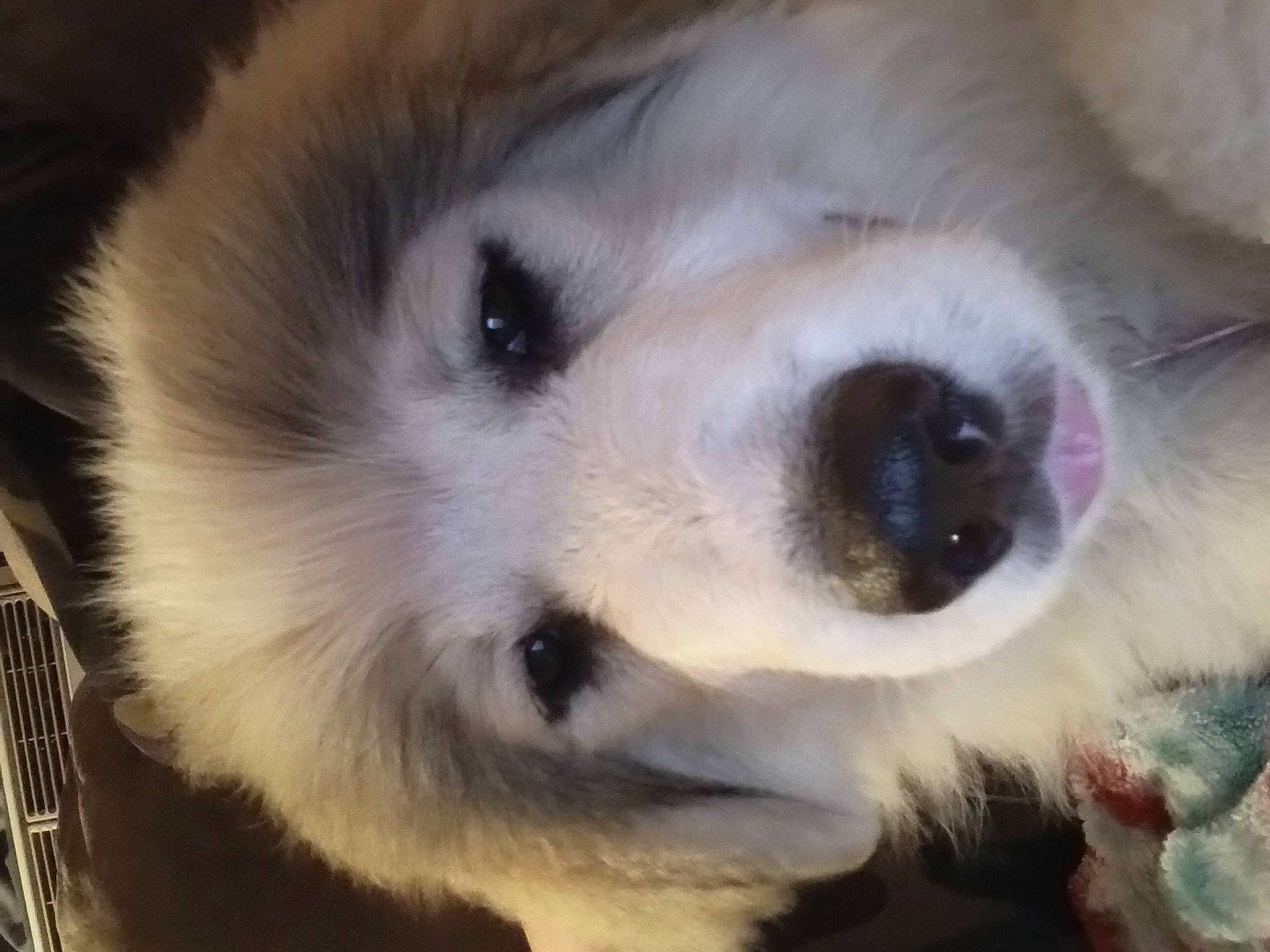 Nova joined the competition — help win amazing prizes! american_eskimo_dog, canidae, carnivore, close_up, companion_dog, dog, dog_breed, dog_collar, ear, fur, golden_retriever, kuvasz, non_sporting_group, paw, snout, sporting_group, volpino_italiano, whiskers, working_animal, working_dog