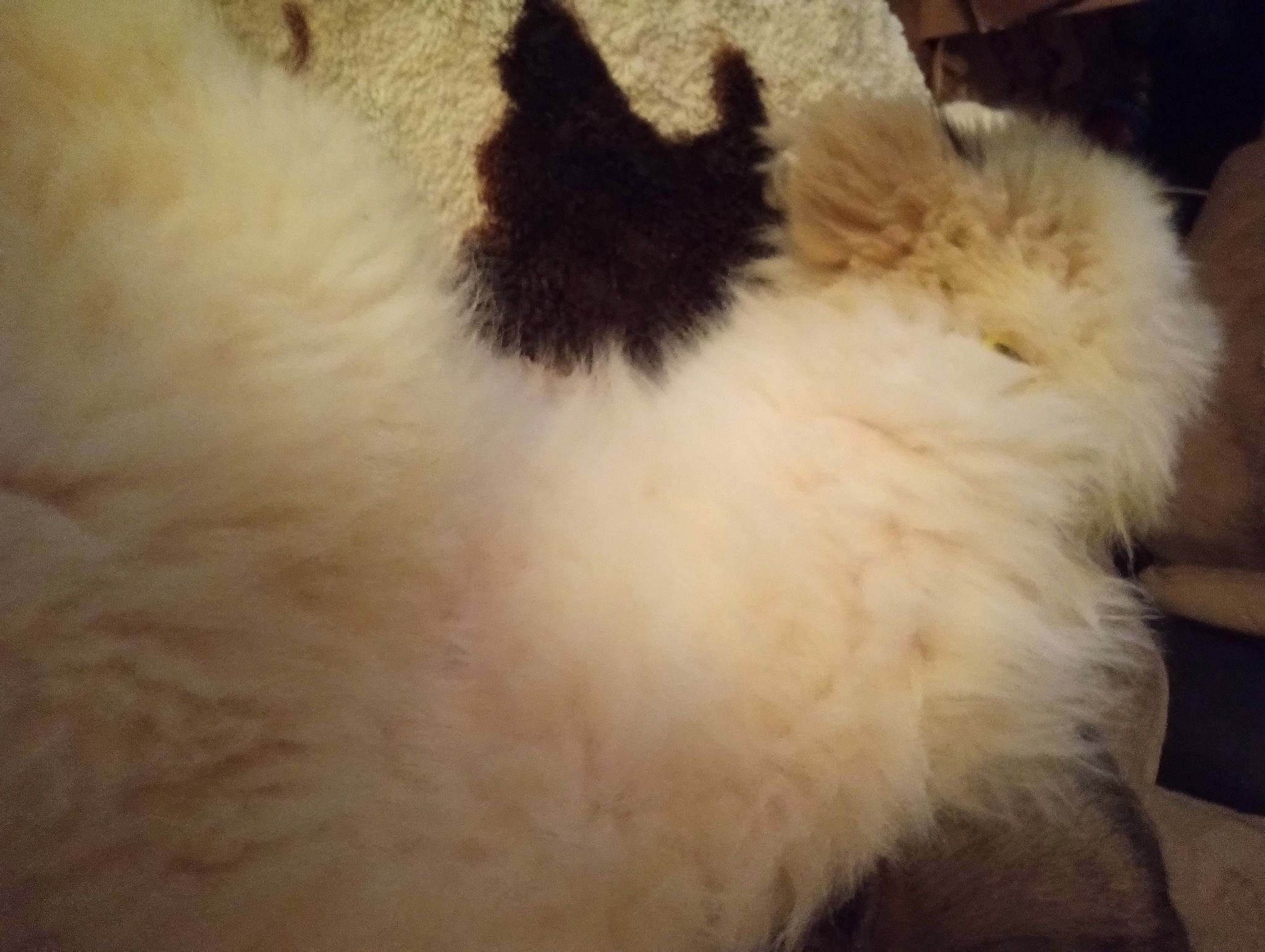 Nova is registered to the contest to win money with this photo: canidae, carnivore, cat, companion_dog, dog_breed, fawn, felidae, fur, paw, small_to_medium_sized_cats, snout, tail, terrestrial_animal, whiskers, working_animal