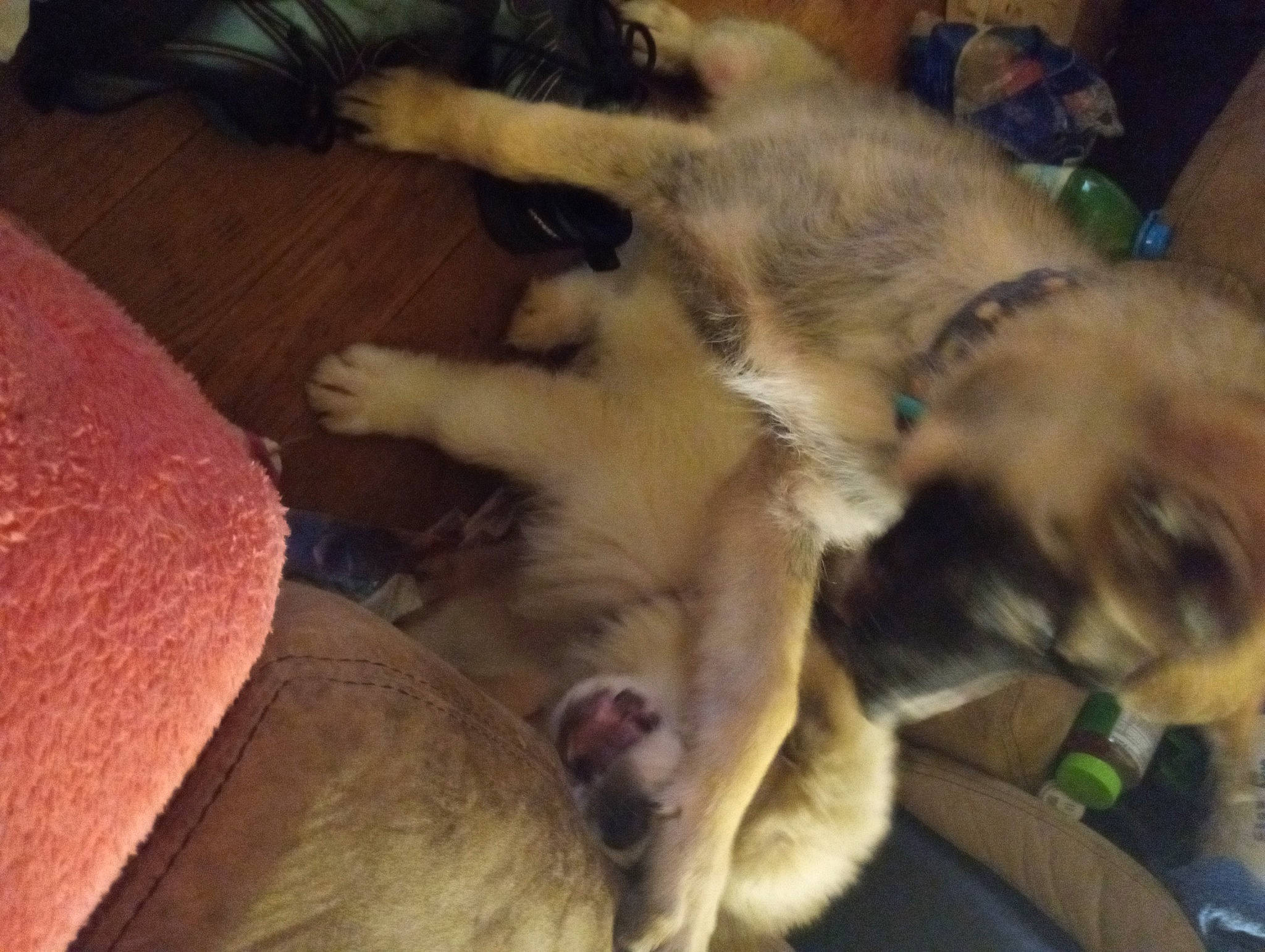 Nova joined the competition — help win amazing prizes! carnivore, cat, comfort, companion_dog, dog_breed, fawn, felidae, fur, nap, paw, small_to_medium_sized_cats, tail, whiskers