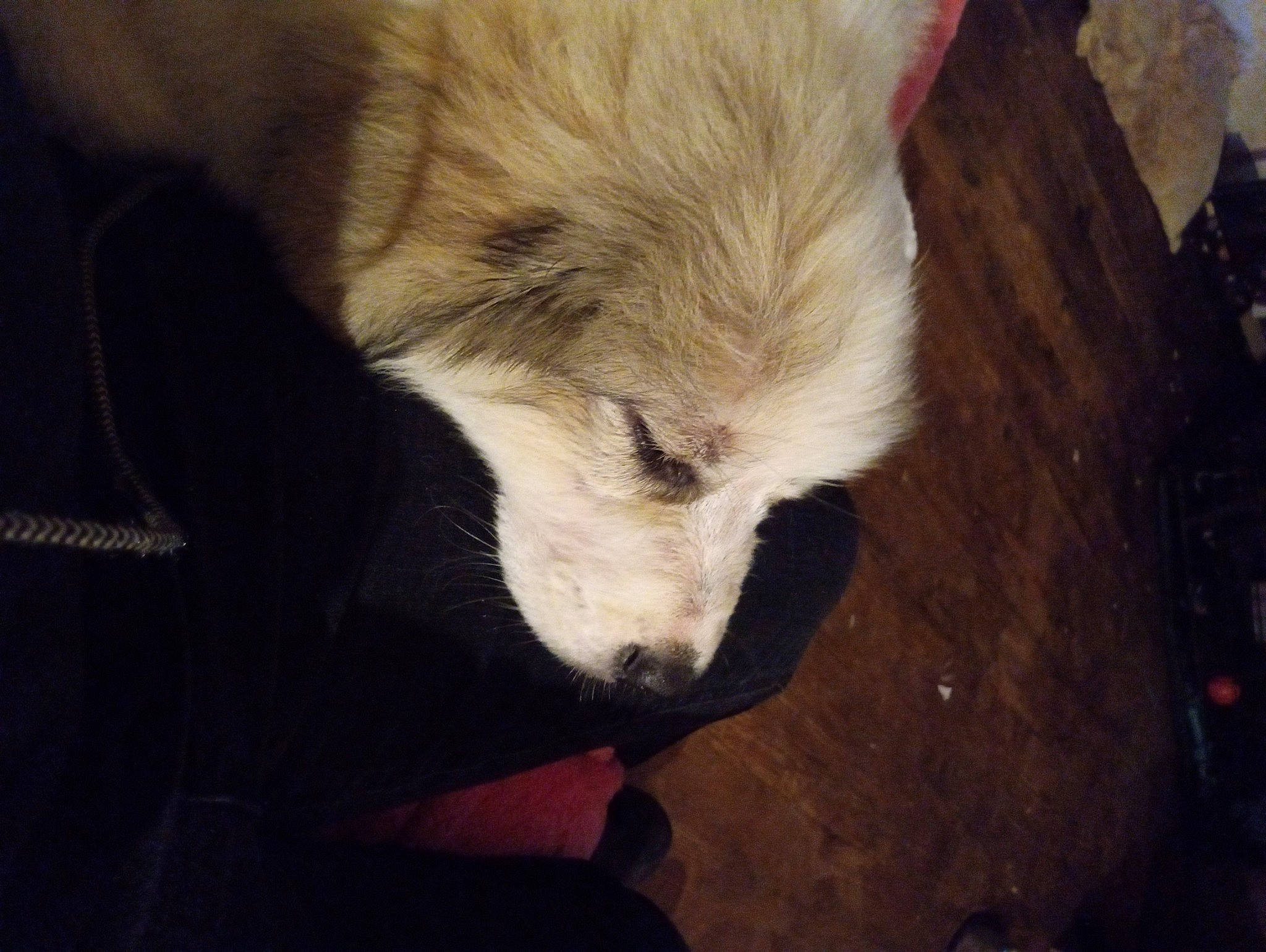 Nova joined the competition — help win amazing prizes! canidae, carnivore, claw, companion_dog, dog, dog_breed, felidae, fur, german_spitz_mittel, nap, non_sporting_group, sporting_group, terrestrial_animal, whiskers, wildlife, wood