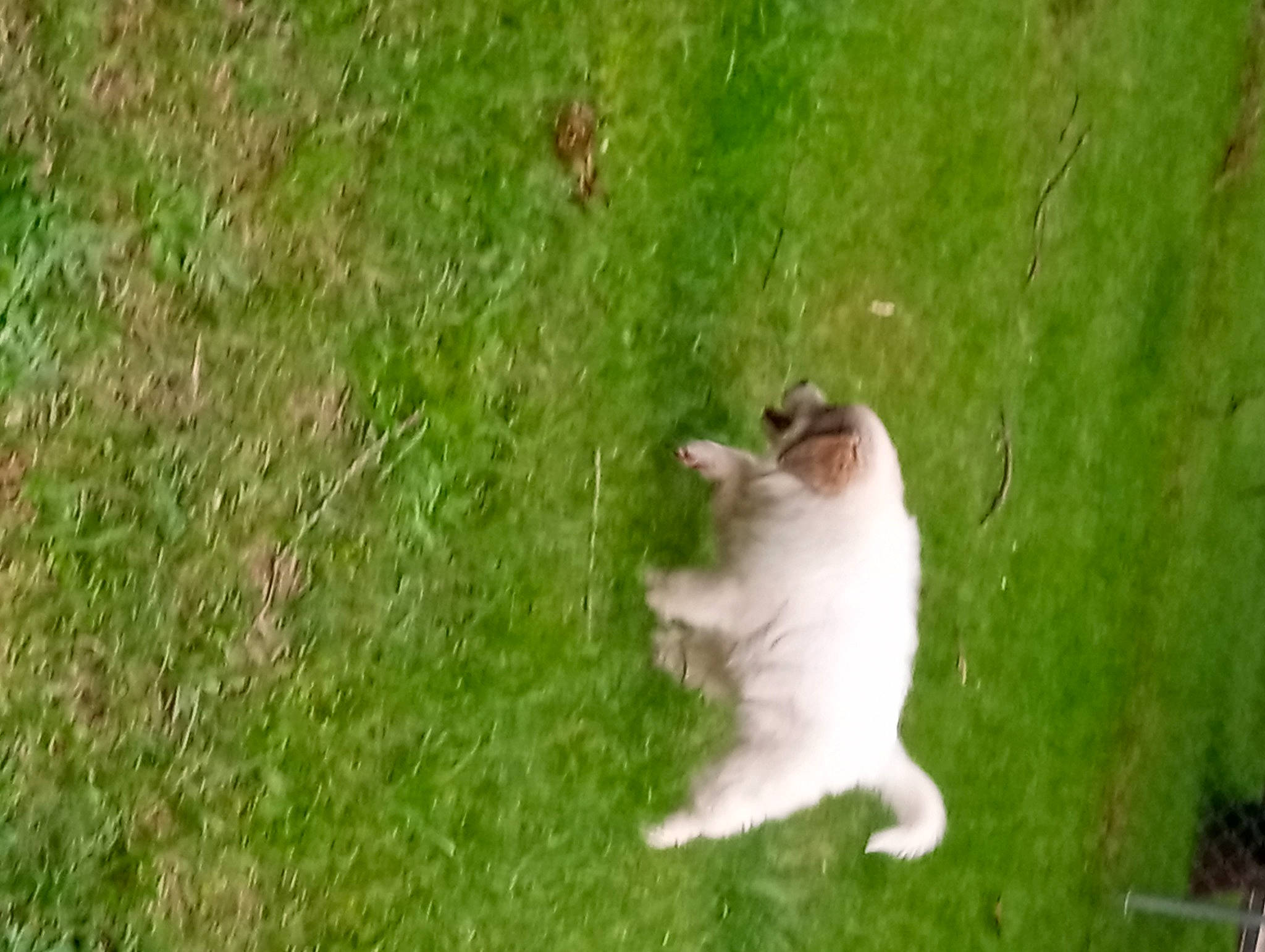 Nova joined the competition — help win amazing prizes! canidae, carnivore, cat, companion_dog, dog_breed, fawn, felidae, fur, grass, grassland, groundcover, pasture, paw, plant, prairie, small_to_medium_sized_cats, sporting_group, tail, terrestrial_animal, whiskers