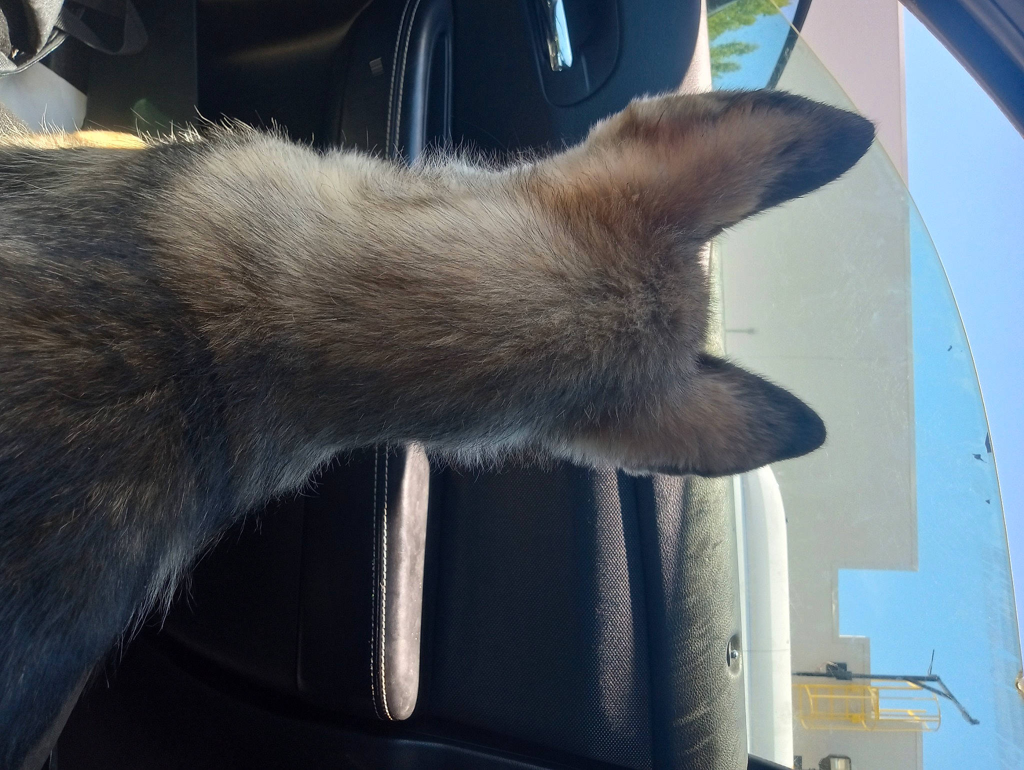 Apollo is registered to the contest to win money with this photo: carnivore, cat, claw, comfort, domestic_short_haired_cat, felidae, fur, gesture, human_leg, nap, paw, siamese, small_to_medium_sized_cats, snout, tail, whiskers