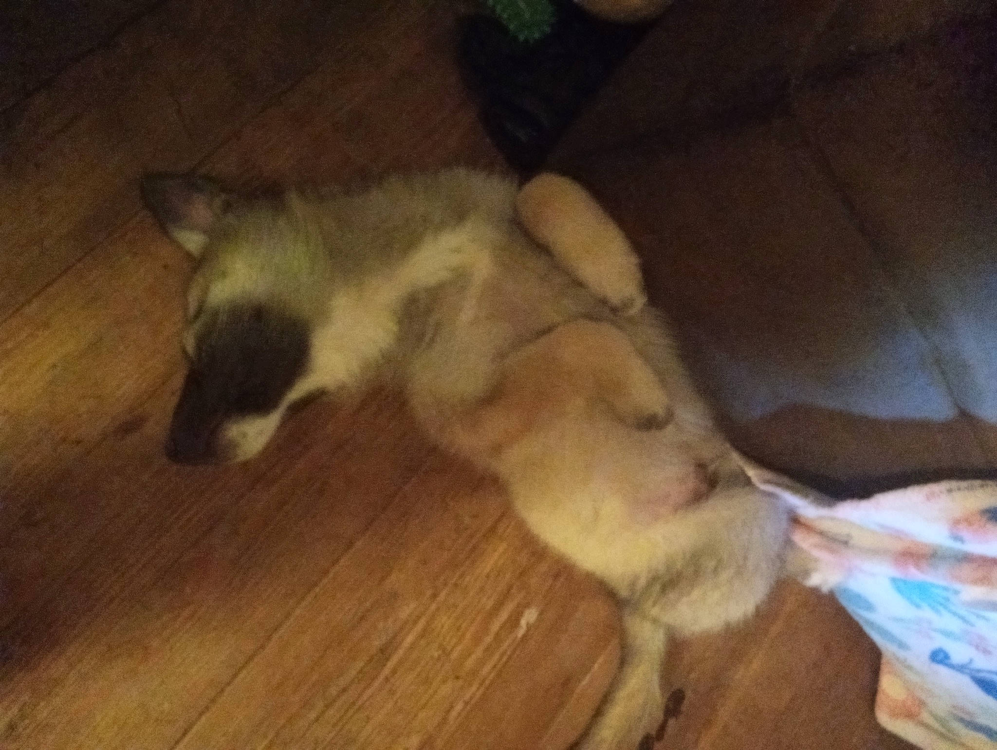 Apollo joined the competition — help win amazing prizes! carnivore, comfort, companion_dog, couch, dog, dog_breed, flooring, fur, hardwood, non_sporting_group, paw, sleeper_chair, sporting_group, tail, terrestrial_animal, wood, wood_flooring, working_animal