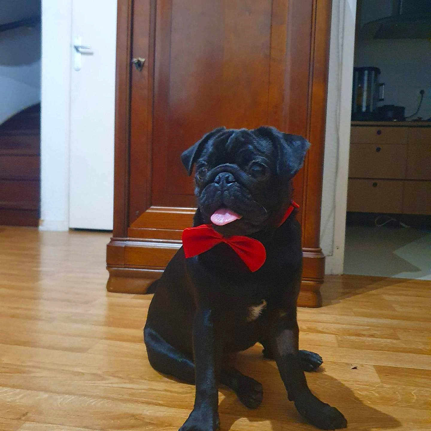 Tyla participe au concours pour gagner de l'argent avec cette photo : accessories, animal, architecture, boxer, bulldog, canine, dog, door, formalwear, frenchbulldog, hardwood, indoors, interiordesign, labradorretriever, pet, pug, puppy, stainedwood, tie, wood