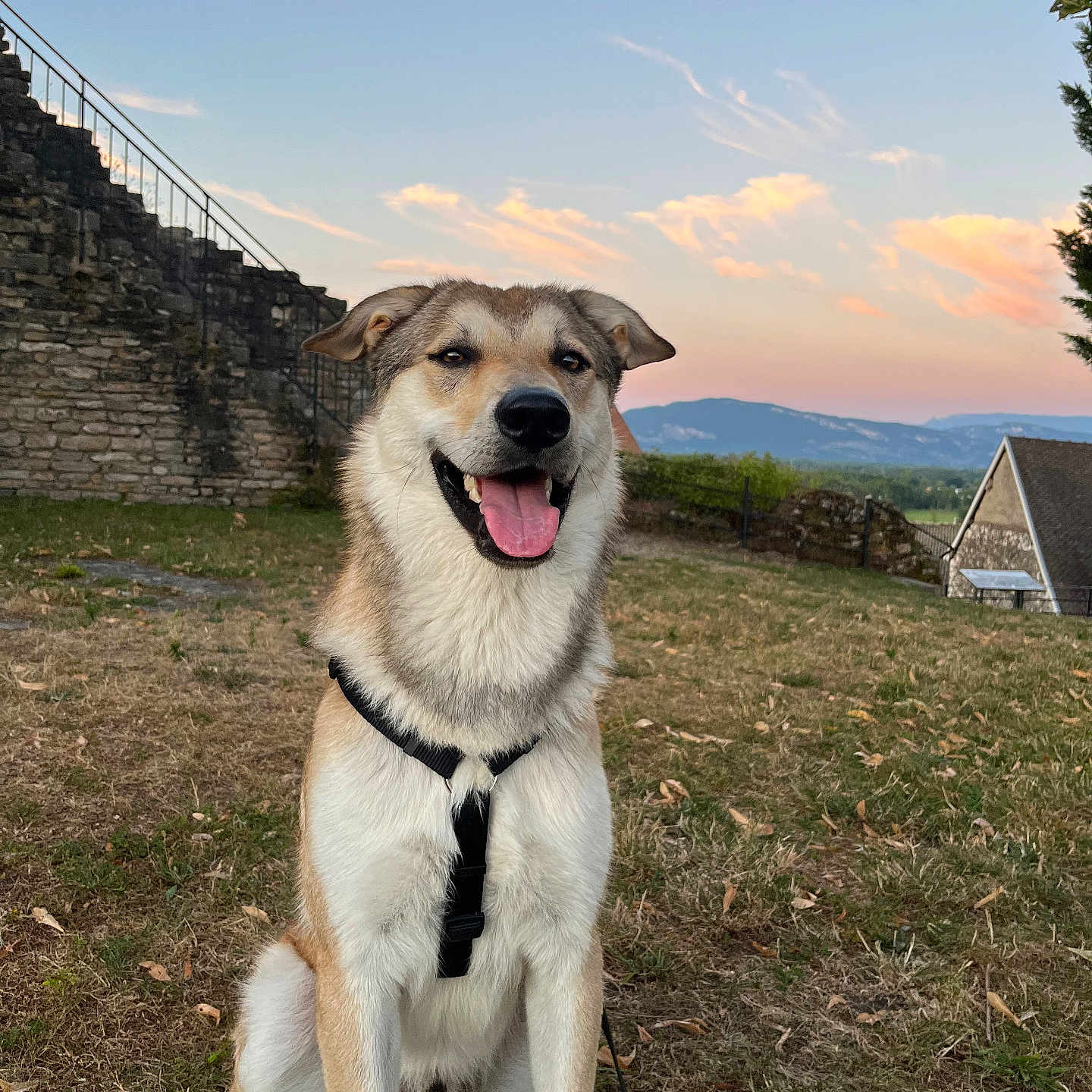 Kaito participe au concours pour gagner de l'argent avec cette photo : accessories, animal, architecture, building, canine, dog, field, grass, grassland, hound, husky, nature, outdoors, pet, plant, puppy, shelter, slate, strap, wall