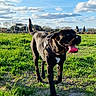 Mia participe au concours pour gagner de l'argent avec cette photo : dog, black_dog, outdoor, field, grass, greenery, sunlight, blue_sky, clouds, landscape, park, rural, harness, standing, tongue, tail, black_fur, white_chest, portrait, daylight