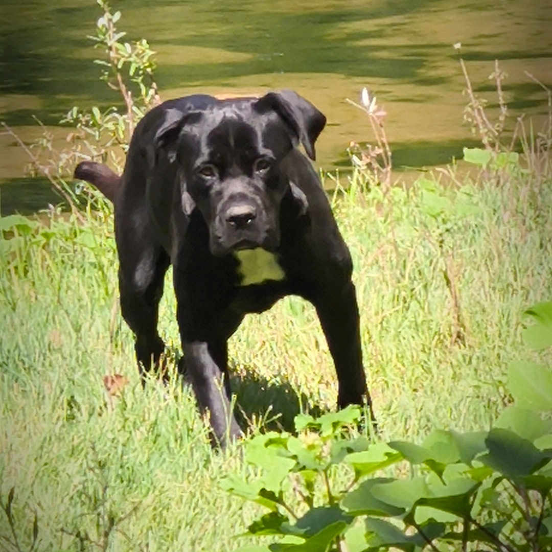 Mia a rejoint le concours — aidez-le/la à gagner de superbes lots ! dog, black_dog, animal, pet, outdoors, grass, river, water, lakeside, nature, wildlife, standing, running, alert, short_hair, floppy_ears, collar, sunlight, foliage, portrait