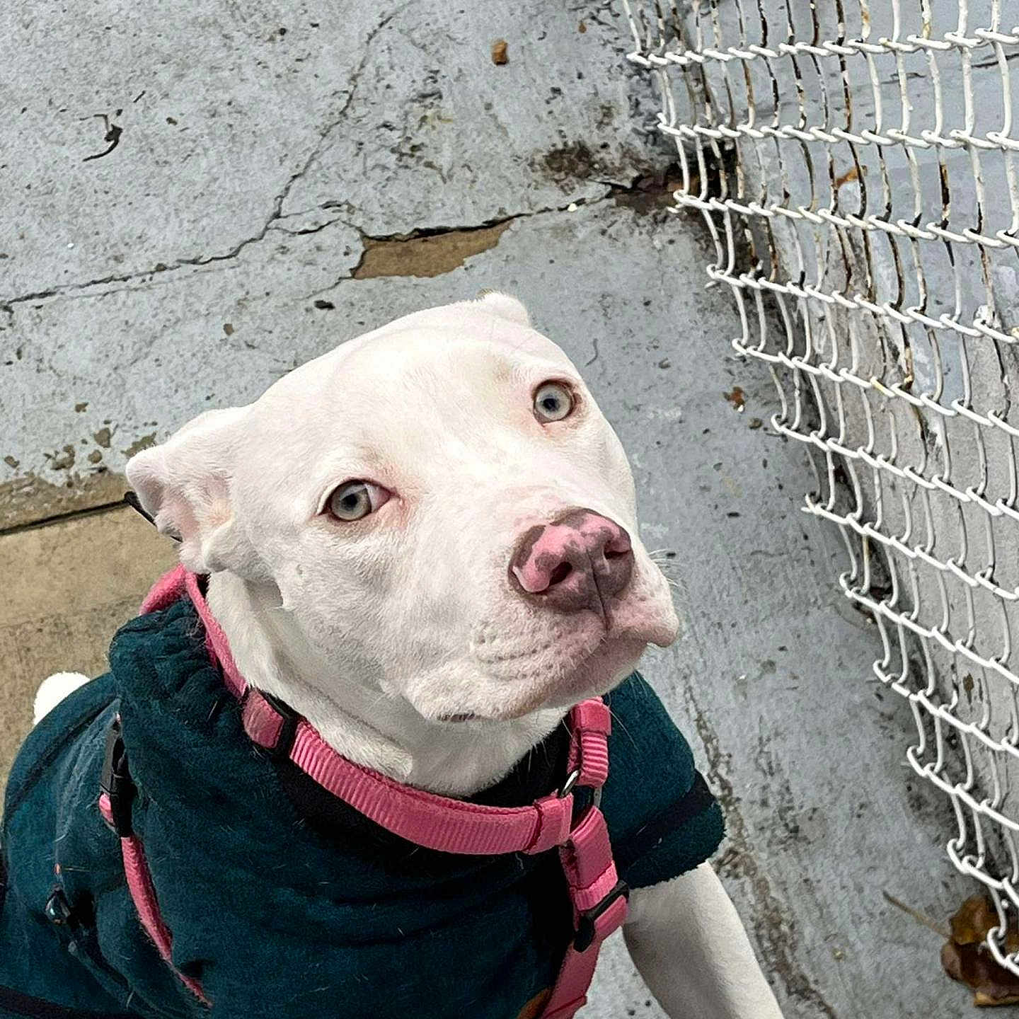Rory is registered to the contest to win money with this photo: animal, boxer, bulldog, canine, city, clothing, dog, face, head, person, pet, photography, pitbull, portrait, puppy, road, shorts, snout, street, urban