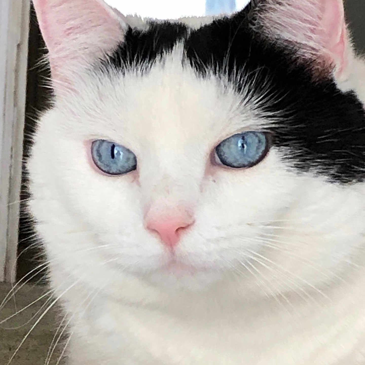 Kuyo joined the competition — help win amazing prizes! cat, close_up, blue_eyes, white_fur, black_markings, pet, animal, whiskers, pink_nose, indoor, calm, feline, face, ears, fur, portrait, looking, cute, domestic_cat, mammal