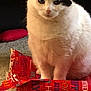 cat, white_cat, black_markings, pet, birthday_wrapping_paper, red_paper, indoor, carpet, animal, feline, cute, sitting, fur, portrait, curious, calm, domestic_cat, house_pet, close_up, looking
