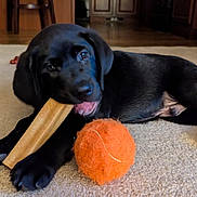 Finn joined the competition — help win amazing prizes! animal, black_labrador, canine, carpet, chewing, curious, cute, dog, domestic, floor, home, indoor, lying_down, pet, playful, puppy, rawhide_bone, tennis_ball, toy, young_dog