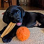 animal, black_labrador, canine, carpet, chewing, curious, cute, dog, domestic, floor, home, indoor, lying_down, pet, playful, puppy, rawhide_bone, tennis_ball, toy, young_dog