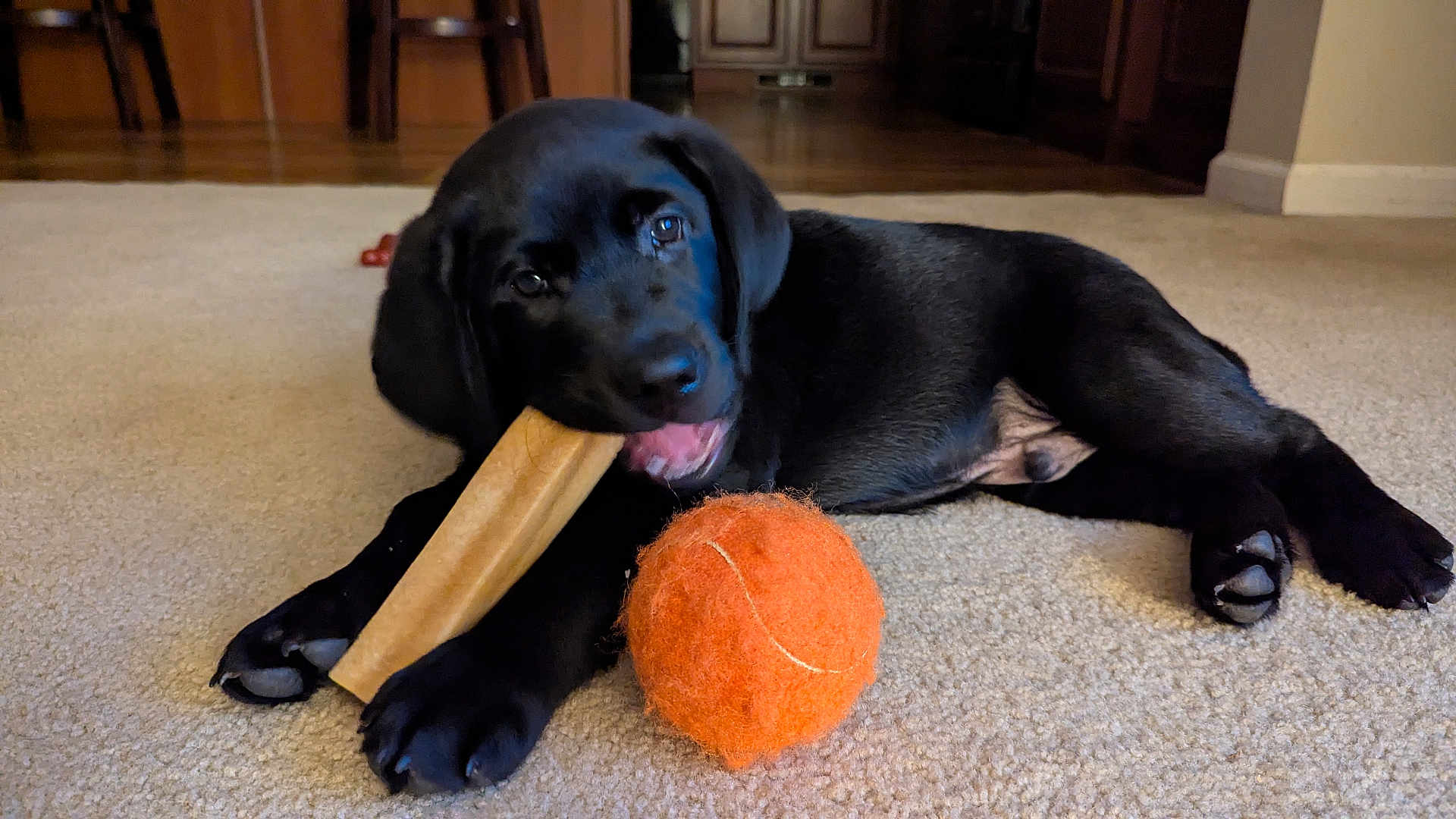 Finn