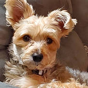 Skye is registered to the contest to win money with this photo: dog, small_dog, fluffy, ears, couch, indoor, pet, fur, relaxed, closeup, brown_fur, black_nose, collar, animal, companion, cute, domestic_animal, portrait, resting, furry