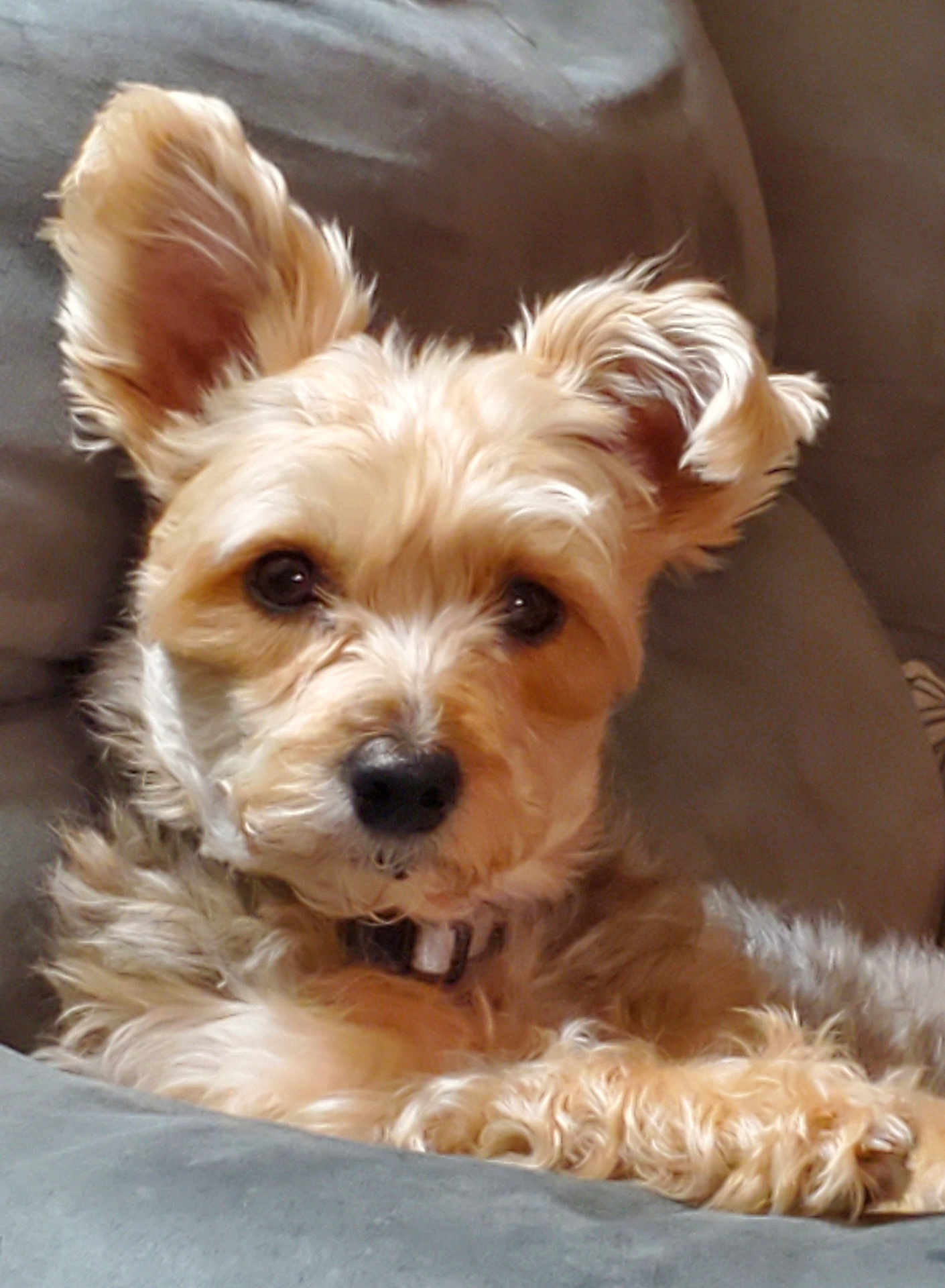 Skye is registered to the contest to win money with this photo: dog, small_dog, fluffy, ears, couch, indoor, pet, fur, relaxed, closeup, brown_fur, black_nose, collar, animal, companion, cute, domestic_animal, portrait, resting, furry