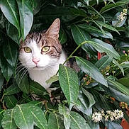 Filou participe au concours pour gagner de l'argent avec cette photo : animal, bush, cat, closeup, curious, cute, domestic_cat, eyes, face, flora, greenery, leaves, nature, outdoor, pet, plant, portrait, whiskers, wildlife, wooden_fence