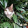 Filou