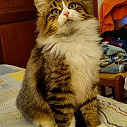 Uzy a rejoint le concours — aidez-le/la à gagner de superbes lots ! alert, animal, bed, bedspread, cat, chair, clothing, curious, domestic, ears, fluffy, folded_clothes, furniture, indoor, mammal, paws, pet, tabby, whiskers, white_chest