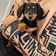 Callie joined the competition — help win amazing prizes! puppy, dog, black_and_tan, cute, small_dog, pet, animal, person, arms, hoodie, patterned_clothing, closeup, indoor, young_dog, fur, face, eyes, hand, cozy, holding