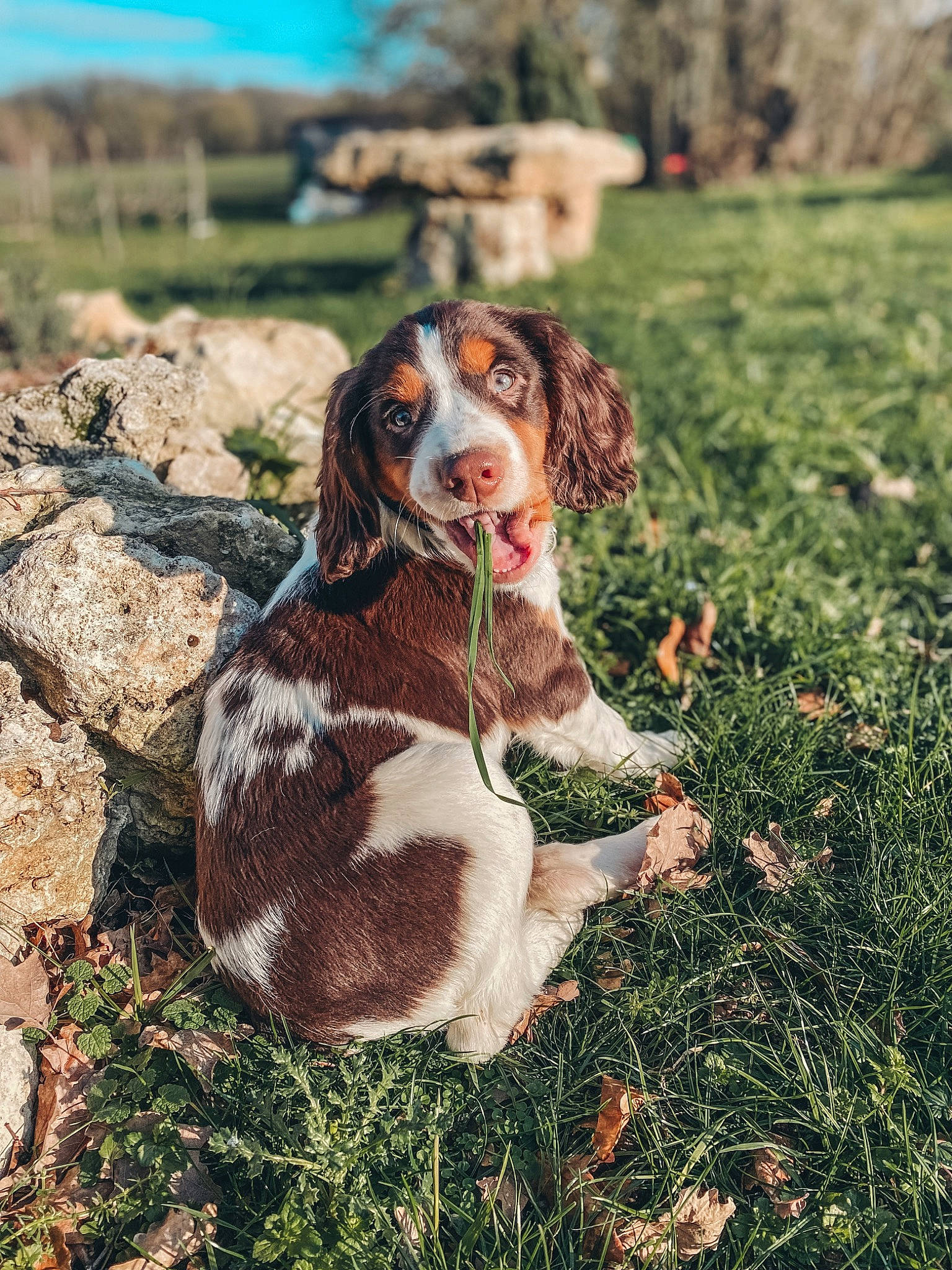 Ula participe au concours pour gagner de l'argent avec cette photo : ball, canidae, carnivore, cocker_spaniel, companion_dog, dog, dog_breed, fawn, fur, grass, gun_dog, liver, plant, pointing_breed, sky, snout, spaniel, sporting_group, tree, working_animal