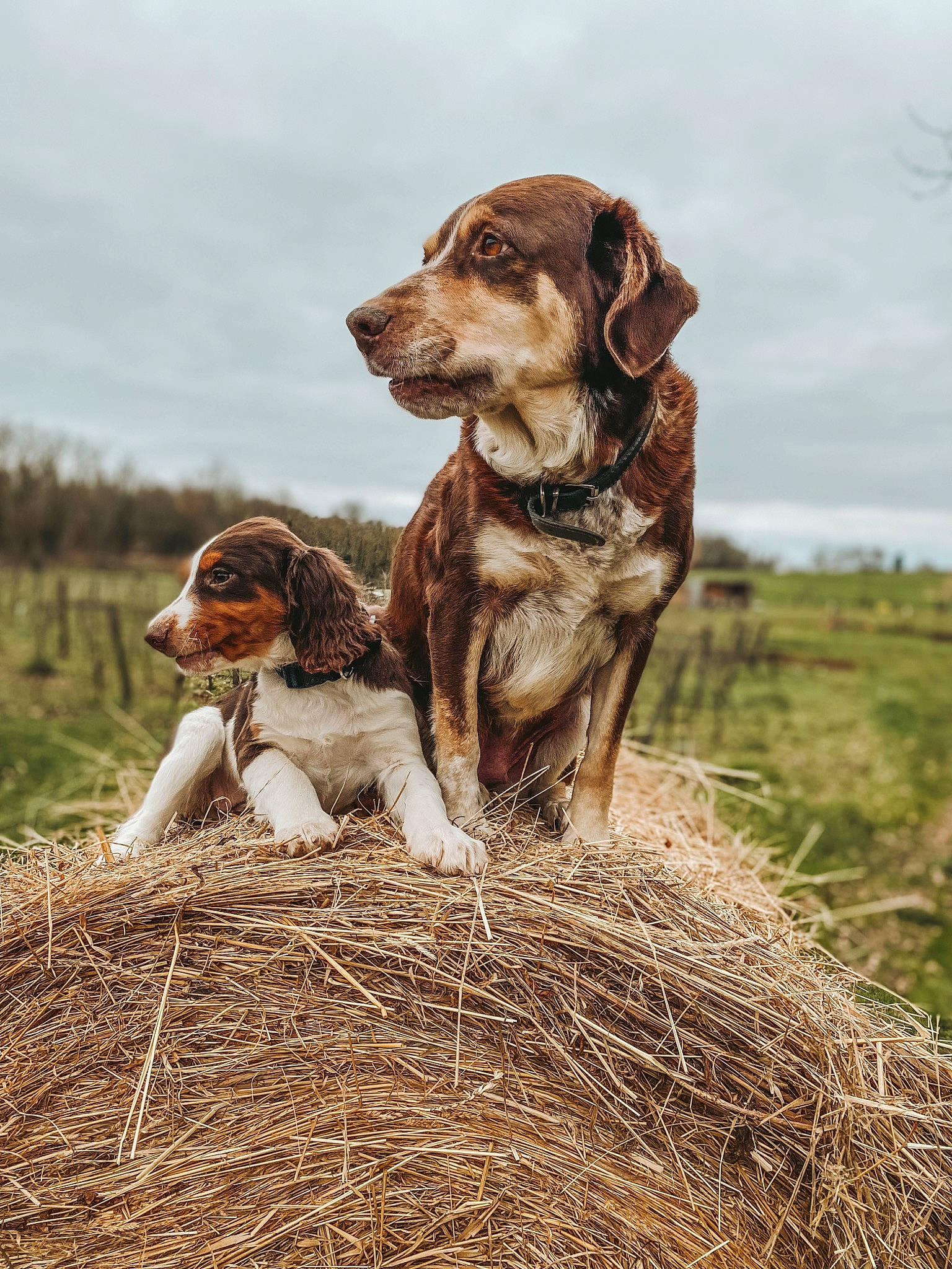 Ula a rejoint le concours — aidez-le/la à gagner de superbes lots ! ball, canidae, carnivore, cloud, companion_dog, dog, dog_breed, fawn, grass, gun_dog, happy, liver, plant, pointing_breed, sky, snout, soil, sporting_group, terrestrial_animal, working_animal