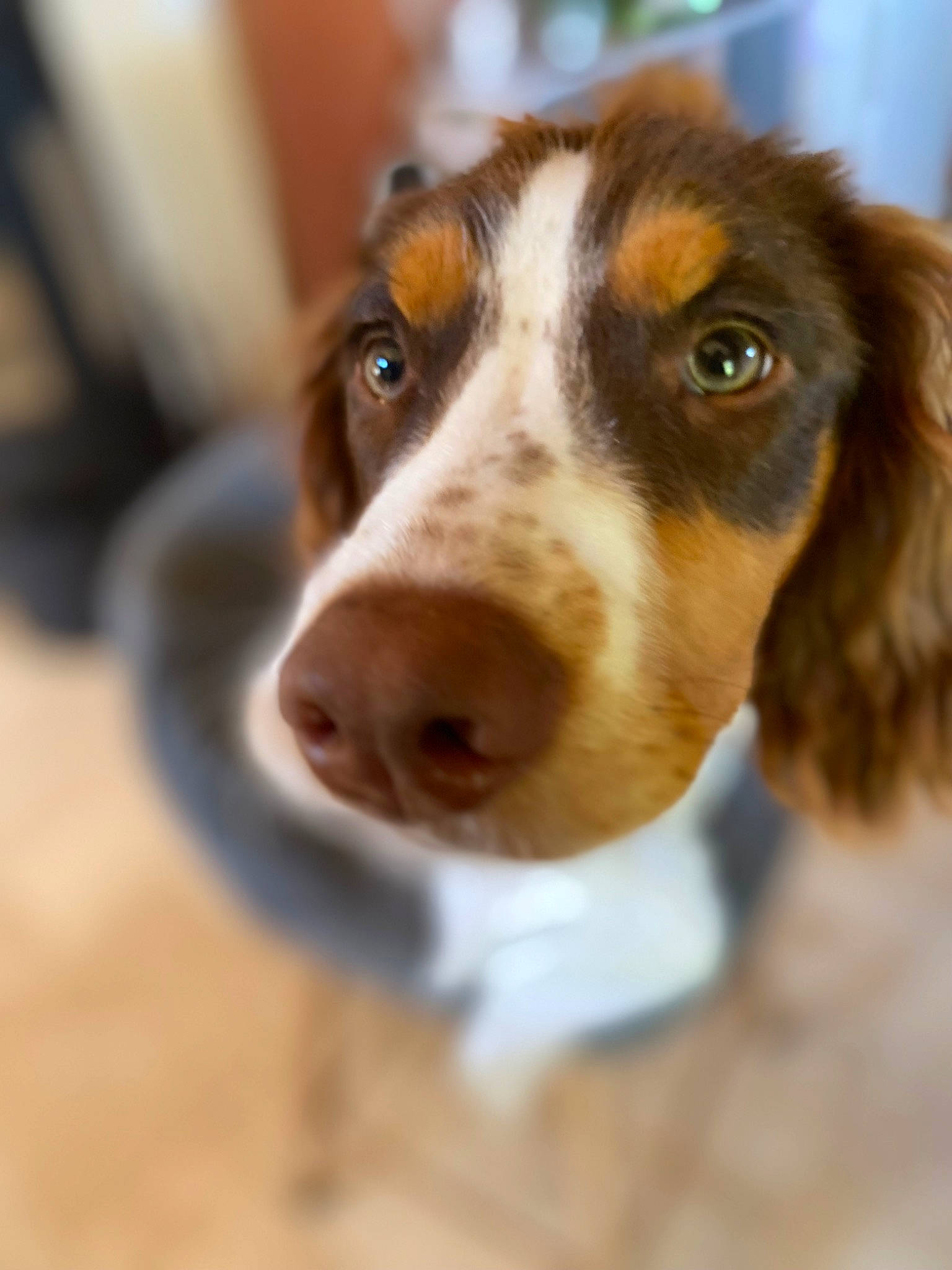 Ula participe au concours pour gagner de l'argent avec cette photo : canidae, carnivore, companion_dog, dog, dog_breed, fur, herding_dog, liver, scent_hound, snout, sporting_group, terrestrial_animal, whiskers, working_animal, working_dog