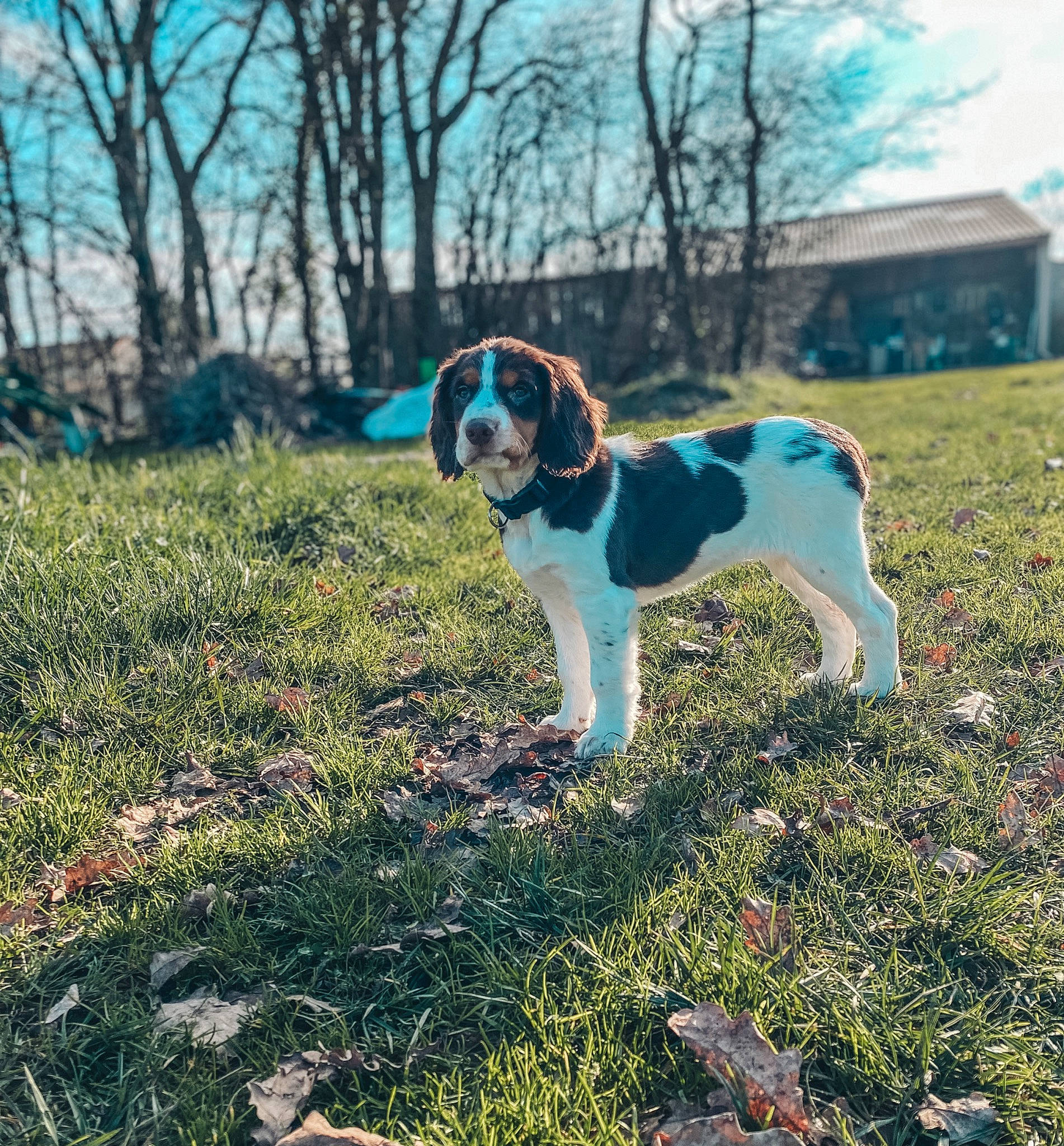 Ula participe au concours pour gagner de l'argent avec cette photo : carnivore, collar, companion_dog, dog, dog_breed, dog_collar, eyewear, fawn, grass, grassland, pet_supply, plant, sky, snout, soil, sunlight, tail, tree, wilderness, working_animal