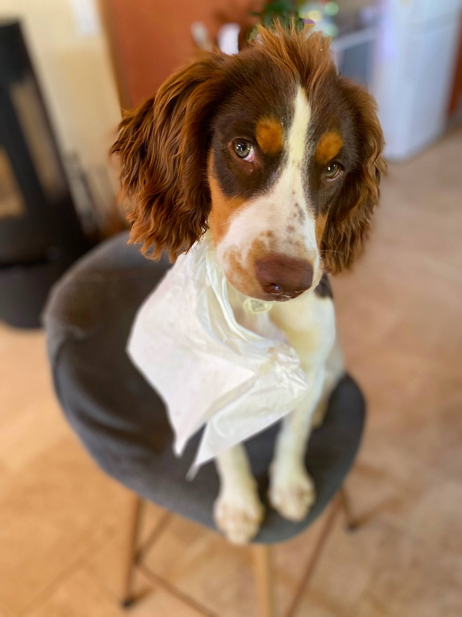 Ula participe au concours pour gagner de l'argent avec cette photo : canidae, carnivore, chair, companion_dog, dog, dog_breed, fawn, flooring, fur, gun_dog, hardwood, liver, puppy, snout, spaniel, sporting_group, toy_dog, whiskers, working_animal, working_dog