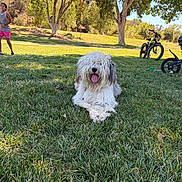 Bean joined the competition — help win amazing prizes! dog, grass, park, child, bicycle, trees, sunlight, outdoor, nature, summer, pet, tongue_out, shaggy_dog, greenery, relaxing, playful, casual_clothing, daytime, people, animal