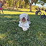 dog, grass, park, child, bicycle, trees, sunlight, outdoor, nature, summer, pet, tongue_out, shaggy_dog, greenery, relaxing, playful, casual_clothing, daytime, people, animal