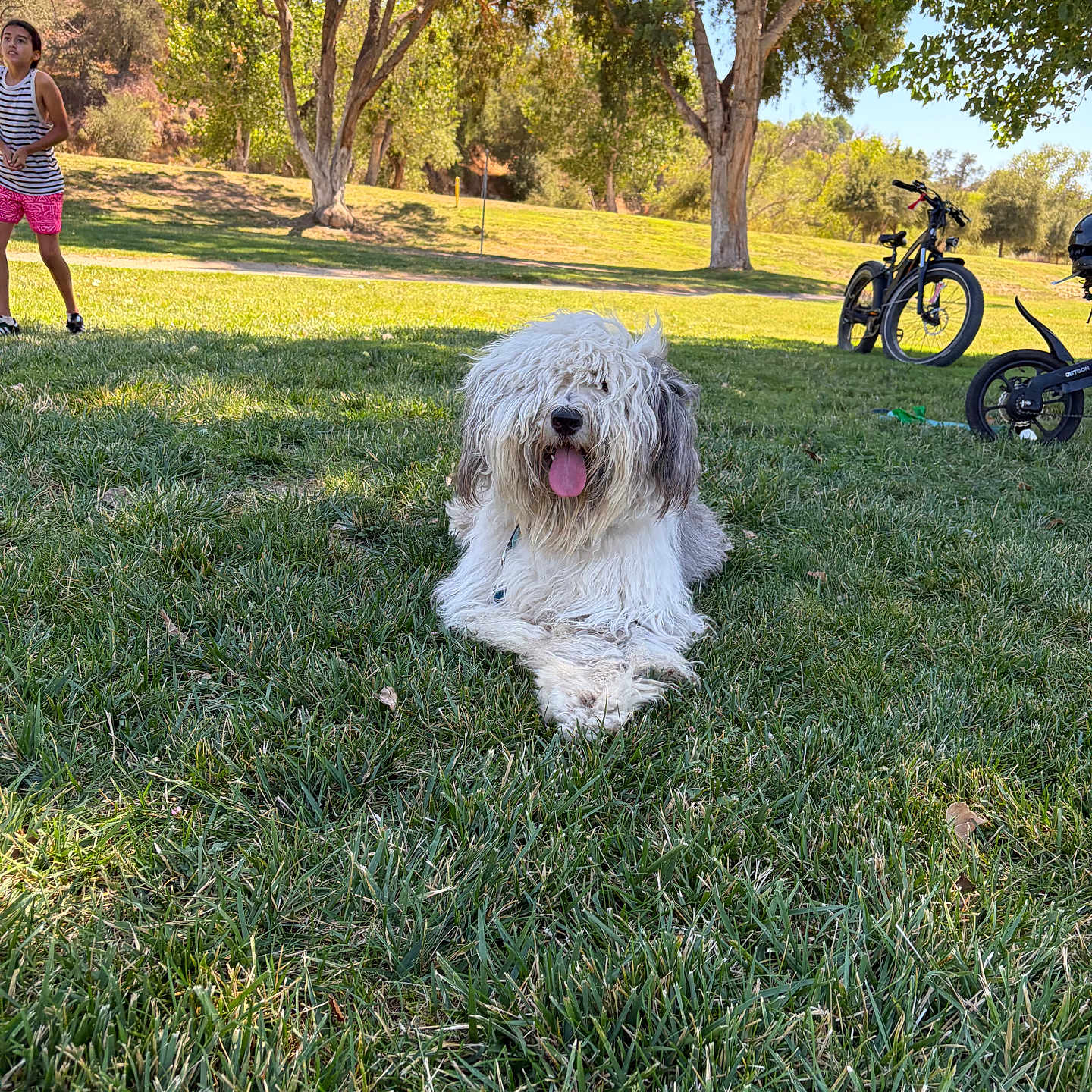 Bean joined the competition — help win amazing prizes! dog, grass, park, child, bicycle, trees, sunlight, outdoor, nature, summer, pet, tongue_out, shaggy_dog, greenery, relaxing, playful, casual_clothing, daytime, people, animal