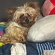 Sofia joined the competition — help win amazing prizes! dog, fluffy, pet, lounging, pillows, blankets, colorful, cozy, fur, indoor, cute, relaxed, small_dog, canine, resting, home, comfort, sleepy, couch, animal