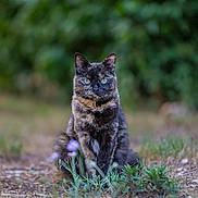 Pompom a rejoint le concours — aidez-le/la à gagner de superbes lots ! cat, tortoiseshell_cat, animal, pet, feline, portrait, outdoor, forest, woodland, greenery, grass, flowers, purple_flowers, sitting, staring, blue_eyes, fur, whiskers, nature, bokeh